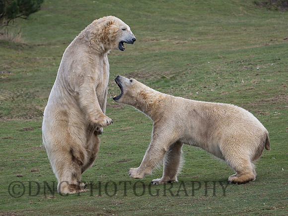 Polar Bears