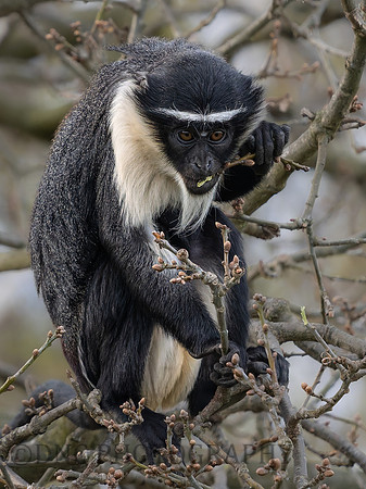 Roloway Monkey