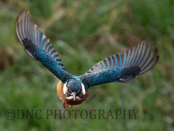 Kingfisher