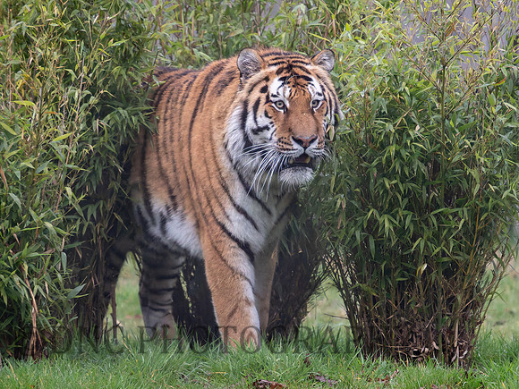 Amur Tiger "Altai"