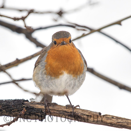 Robin .2