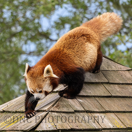Red Panda .1