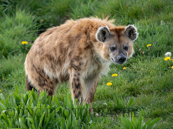 Hyena 'Speedy'