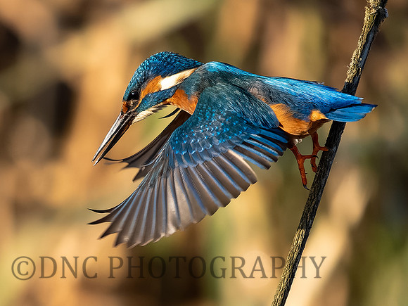 Kingfisher