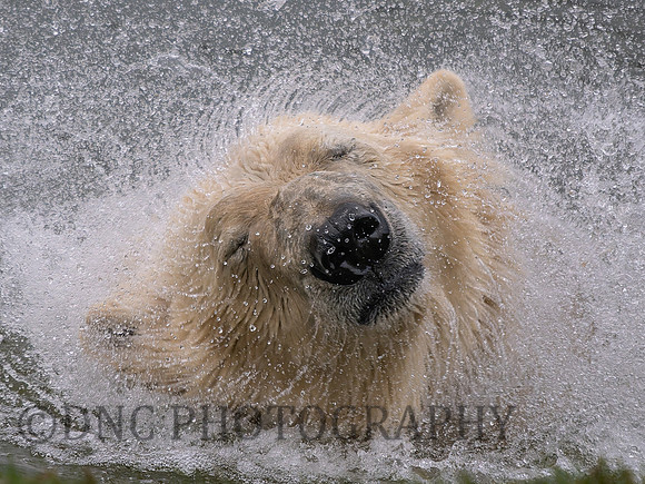 Polar Bear "Sisu"