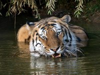 Amur Tiger Altai