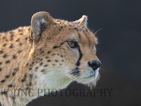 Cheetah "Darcy"