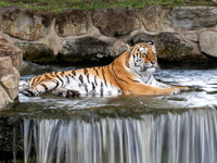 Amur Tiger Tschuna