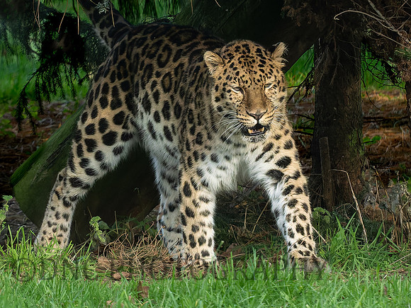 Amur Leopard Drake