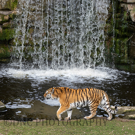 Amur Tiger Tschuna