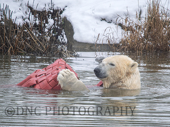Polar Bear .4