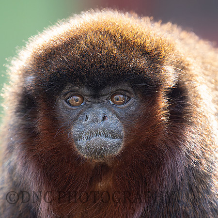 Red Titi Monkey