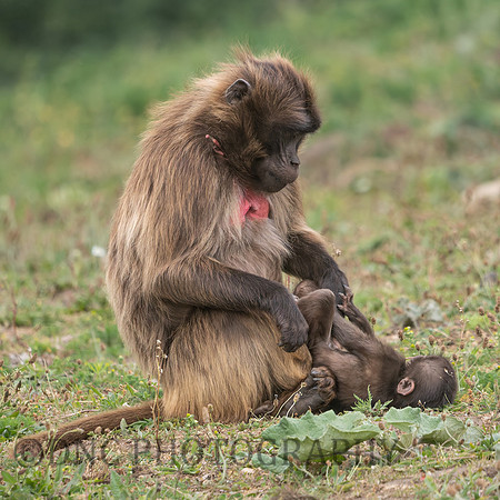 Gelada Monkey and young