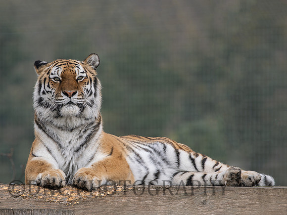 Amur Tiger Tschuna