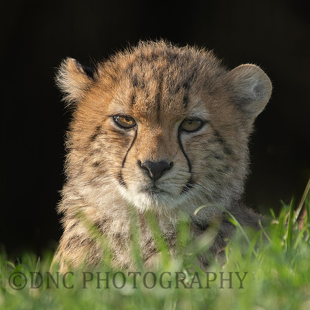 Cheetah Cub