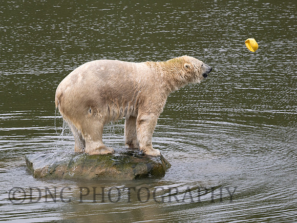 Nobby .2