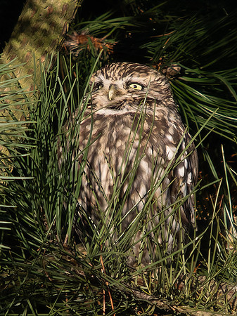 Little Owl