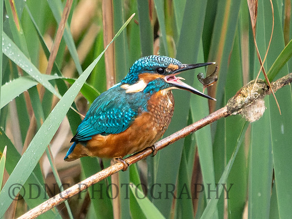 Kingfisher .2
