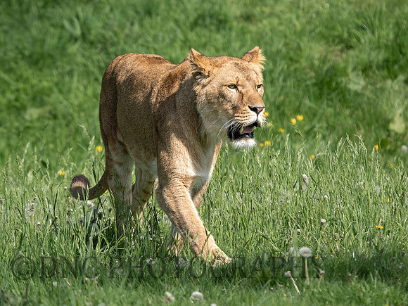 Lioness .1