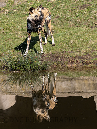 Painted Dog