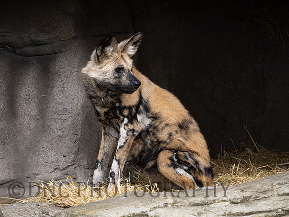 Painted Dog