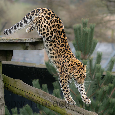 Amur Leopard "Auckley"