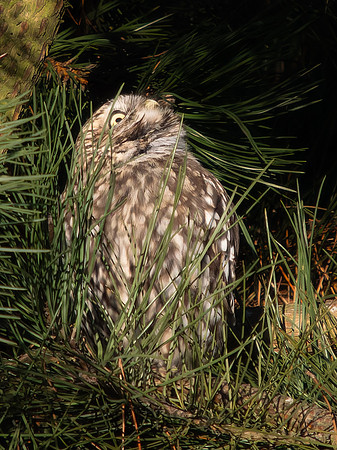 Little Owl