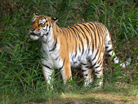 Amur Tiger Tschuna