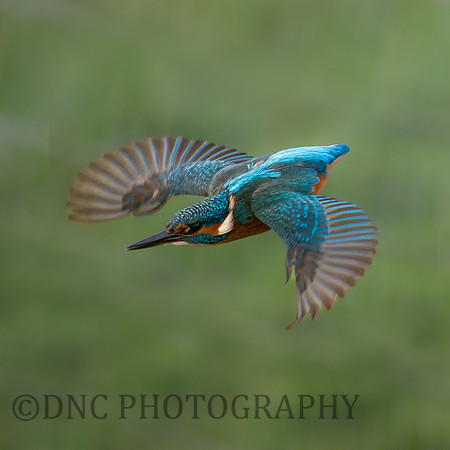 KIngfisher