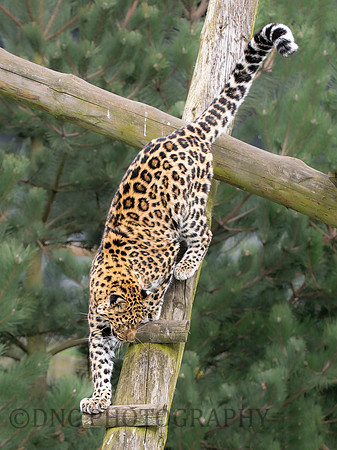 Amur Leopard "Auckley"