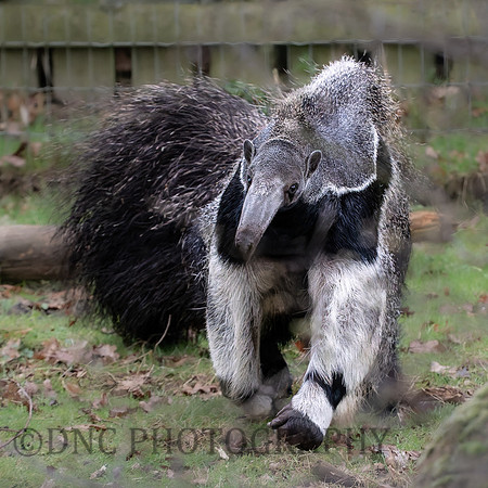 Giant Anteater