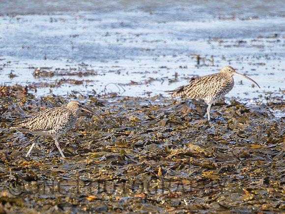Curlew