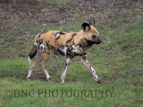 Painted Dog