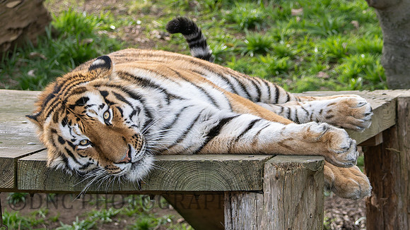 Amur Tiger "Altai"