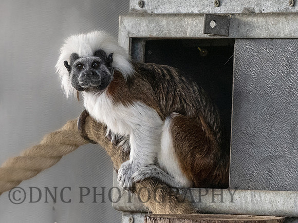 Cotton-Top Tamarin