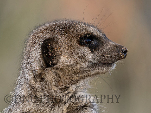 Meerkat