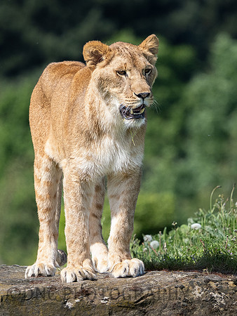 Lioness .1