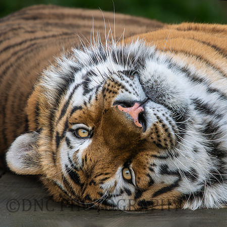 Amur Tiger "Altai"