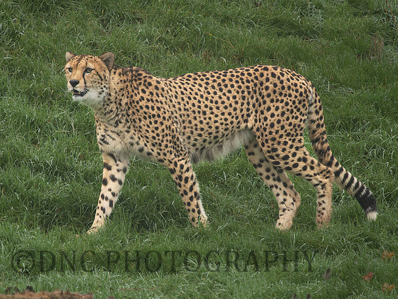 Cheetah Brooke