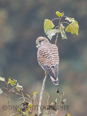 Kestrel .1