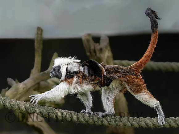 Cotton Top Tamarin with babies .3