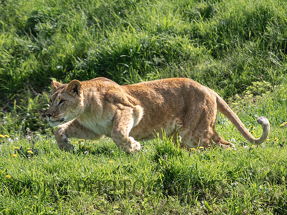 Lioness .3