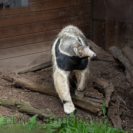 Giant Anteater .1