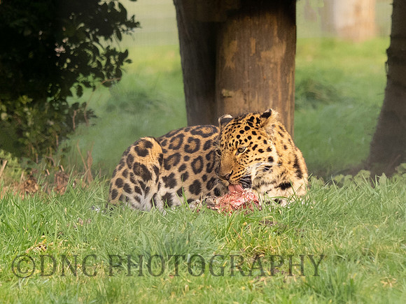 Amur Leopard 'Drake'