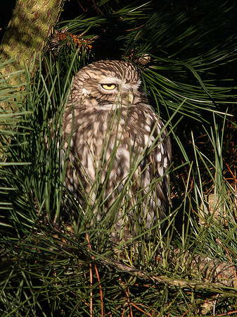 Little Owl