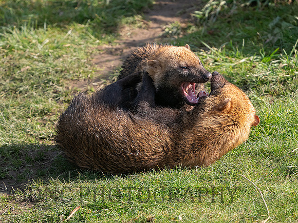 Bush Dogs