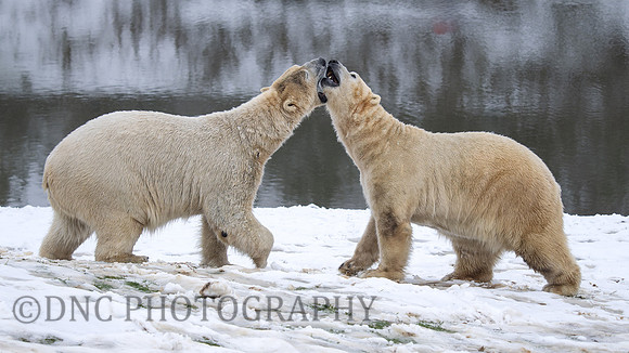 Polar Bears .1