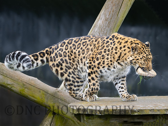 Amur Leopard "Auckley"