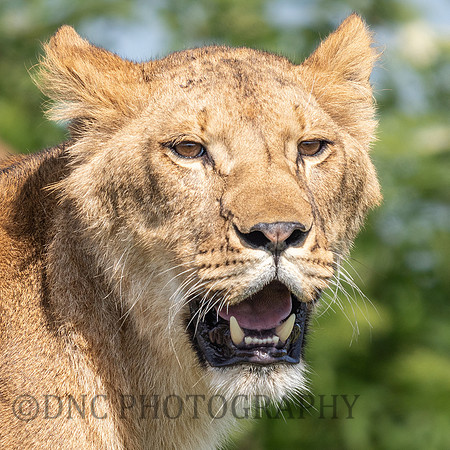 Lioness .4