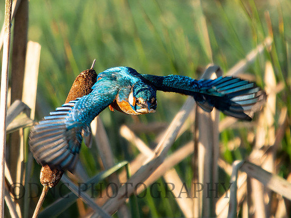Kingfisher